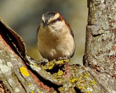 RUFOUS-NAPED WREN