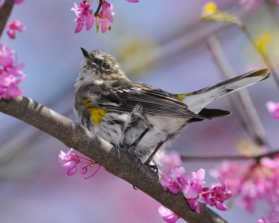 YELLOW-RUMPED WARBLER