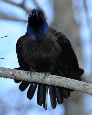 COMMON GRACKLE