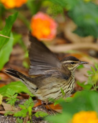 NORTHERN WATERTHRUSH