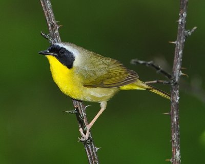 COMMON YELLOWTHROAT