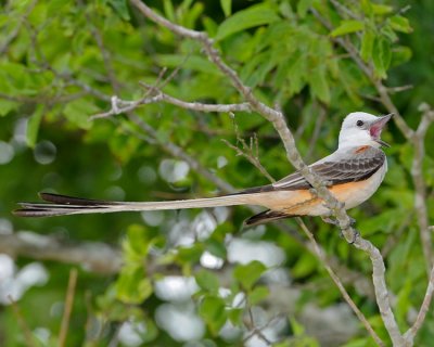 SCISSOR-TAILED FLYCATCHER