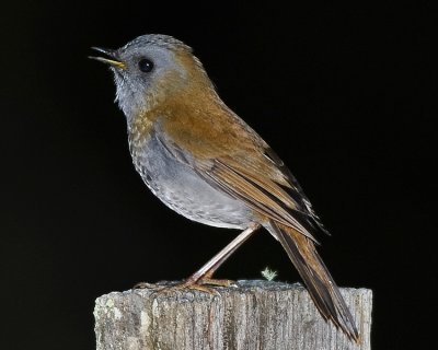 BLACK-BILLED NIGHTINGALE-THRUSH