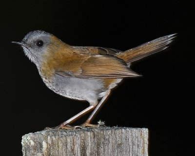 BLACK-BILLED NIGHTINGALE-THRUSH