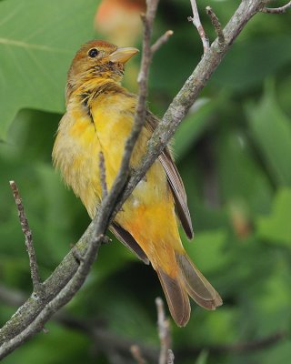 SUMMER TANAGER