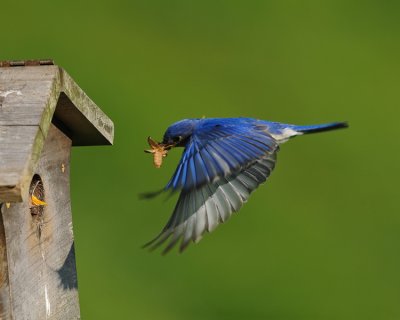 EASTERN BLUEBIRD