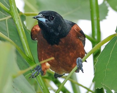 ORCHARD ORIOLE