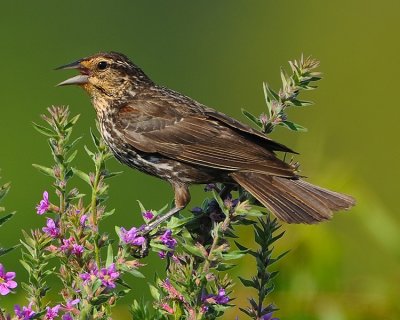 RED-WINGED BLACKBIRD