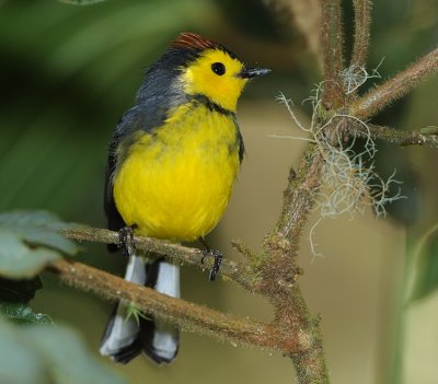 COLLARED REDSTART