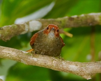 RED-FACED SPINETAIL