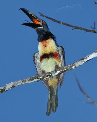COLLARED ARACARI