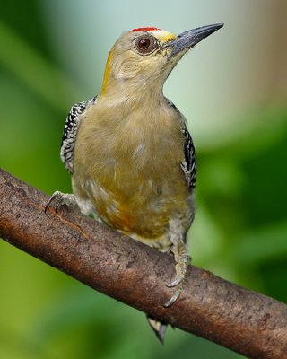 HOFFMANN'S WOODPECKER