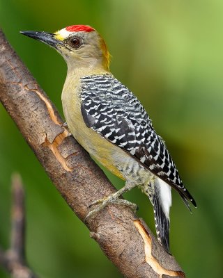 HOFFMANN'S WOODPECKER