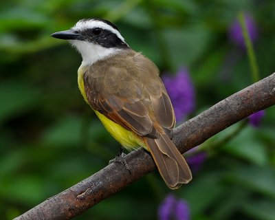 GREAT KISKADEE