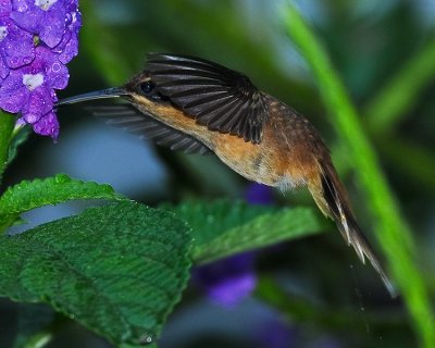 STRIPE-THROATED HERMIT