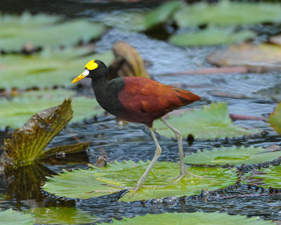 NORTHERN JACANA