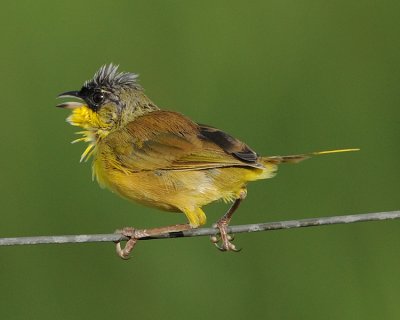GRAY-CROWNED YELLOWTHROAT