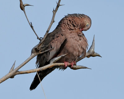 COMMON GROUND-DOVE