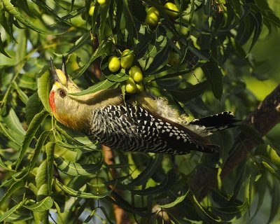HOFFMANN'S WOODPECKER