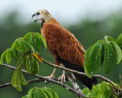 BLACK-COLLARED HAWK