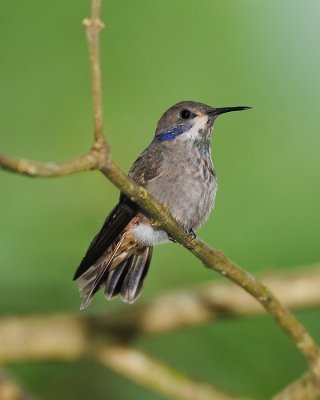 BROWN VIOLET-EAR