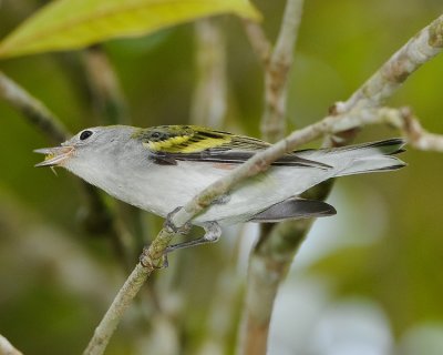 CHESTNUT-SIDED WARBLER