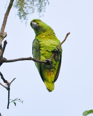 YELLOW-NAPED PARROT