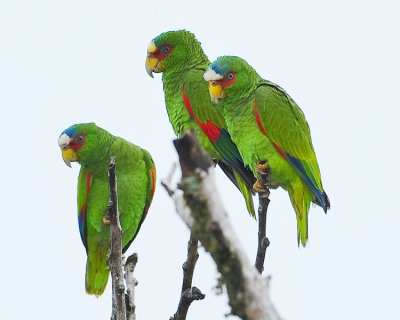 WHITE-FRONTED PARROT