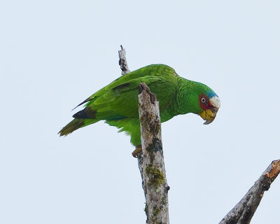 WHITE-FRONTED PARROT