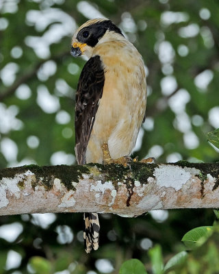 LAUGHING FALCON