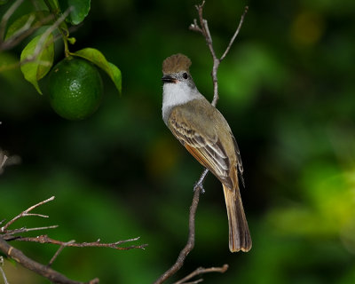 GREAT CRESTED FLYCATCHER