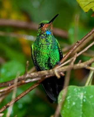 GREEN-CROWNED BRILLIANT ♂