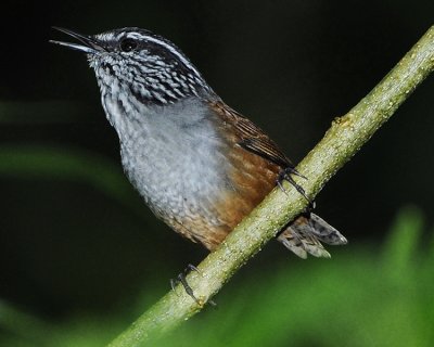 GRAY-BREASTED WOOD-WREN