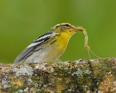 BLACKBURNIAN WARBLER