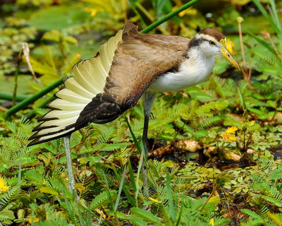 NORTHERN JACANA