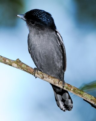 WHITE-WINGED BECARD