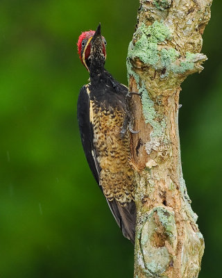 LINEATED WOODPECKER
