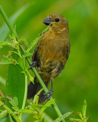 THICK-BILLED SEED-FINCH
