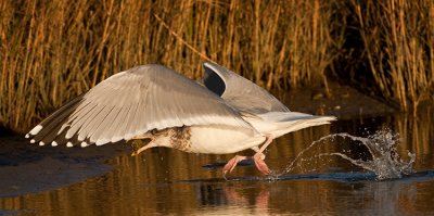 HERRING GULL