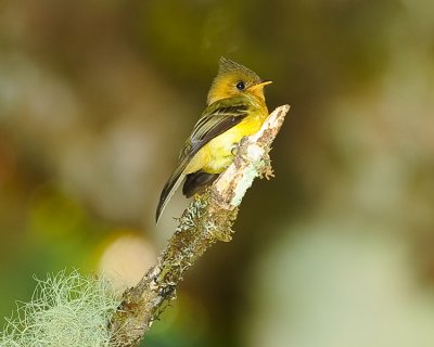 TUFTED FLYCATCHER