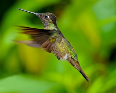 MAGNIFICENT HUMMINGBIRD