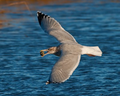 HERRING GULL