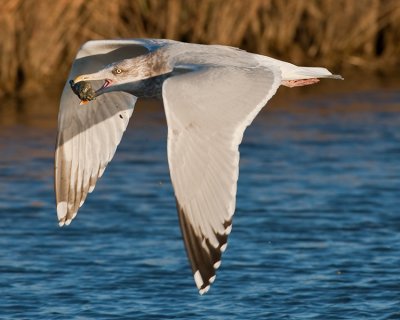 HERRING GULL with snail plucked from water
