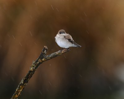 NORTHERN ROUGH-WINGED SWALLOW