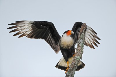 CRESTED CARACARA