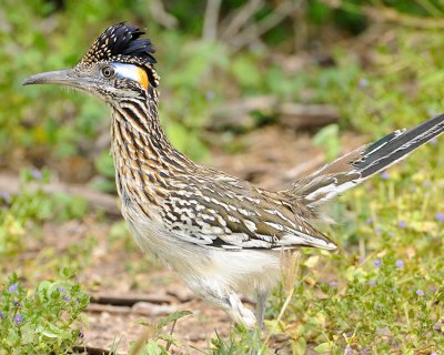 GREATER ROADRUNNER