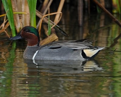 GREEN-WINGED TEAL