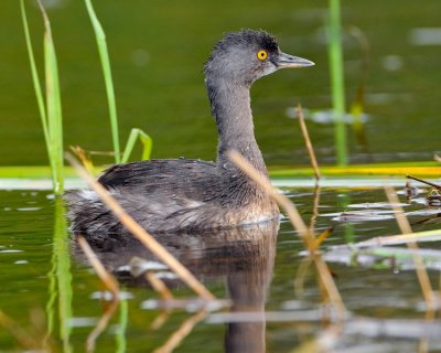 LEAST GREBE