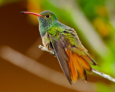 BUFF-BELLIED HUMMINGBIRD