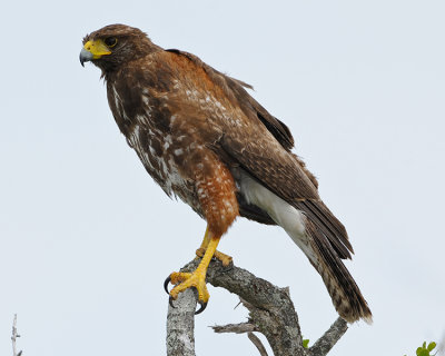 HARRIS'S HAWK